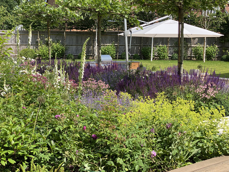 Salvia caradonna, roses and foxgloves