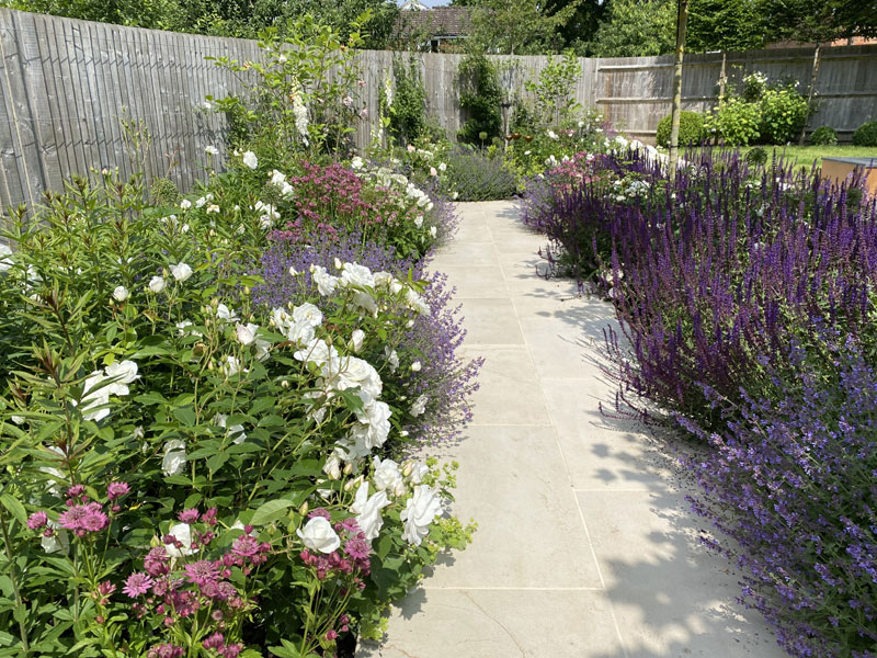 Paved path with roses and nepeta
