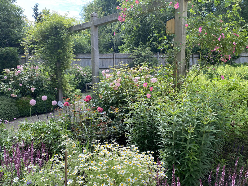 Herbaceous planting. Garden plant design. Oak pergola. Garden designer Sussex.