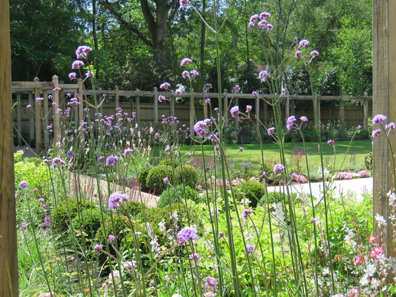 Verbena bonariensis. Oak pergola. Garden design Sussex. Box Balls.