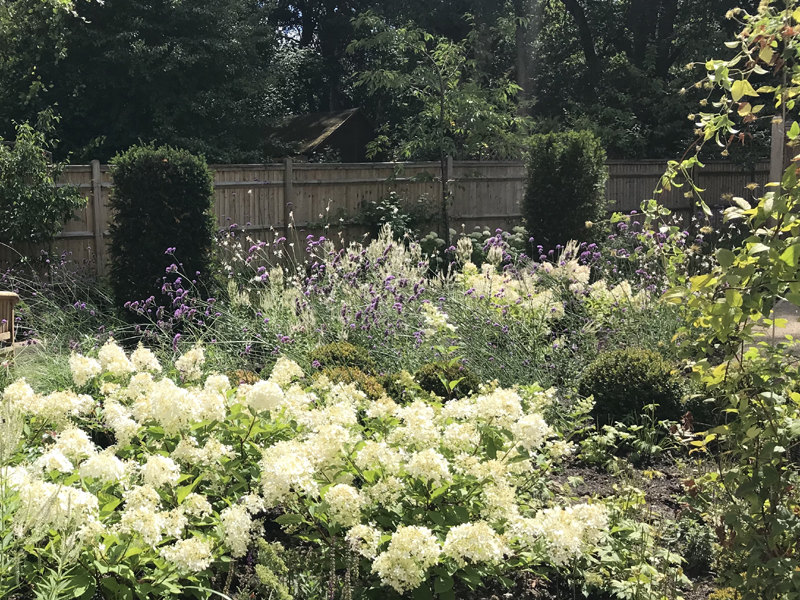 Hydrangea paniculata. Planting design Sussex. Garden designer Sussex. Yew columns.