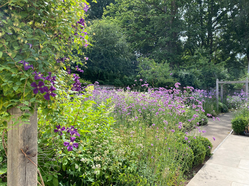 Contemporary garden design. Oak pergola. Box Balls. Planting design.