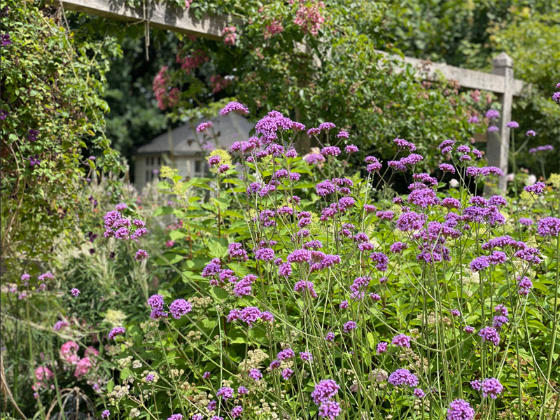 Planted borders. Perovskia. Oak pergola. Roses. Garden design Sussex.
